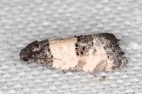 Propiromorpha rhodophana