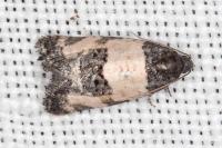 Propiromorpha rhodophana
