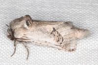 Parahypopta caestrum