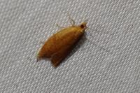 Clepsis consimilana