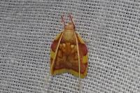 Carcina quercana