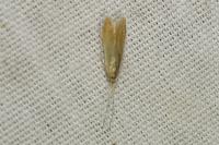 Coleophora