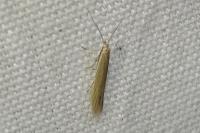 Coleophora