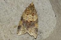 Epagoge grotiana