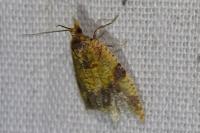 Epagoge grotiana