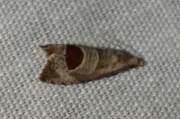 Notocelia uddmanniana