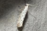 Yponomeuta