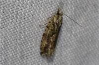 Zeiraphera isertana