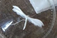 Pterophorus pentadactylus