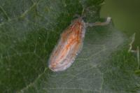 Callisto denticulella