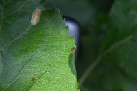 Callisto denticulella