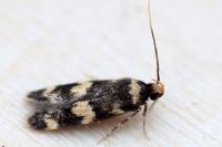 Oegoconia caradjai