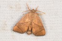 Apoda limacodes