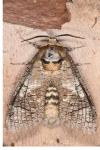 Cossus cossus