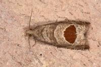 Notocelia uddmanniana