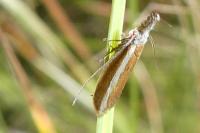 Pleurota aristella