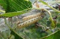 Yponomeuta mahalebella