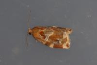 Archips xylosteana