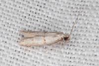 Symmocoides oxybiella