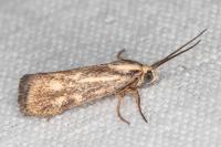 Brachodes funebris