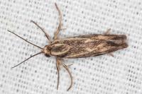 Brachodes funebris