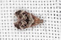Tebenna micalis