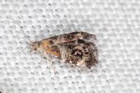 Tebenna micalis