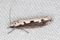 Ethmia bipunctella