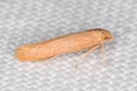 Haplochrois ochraceella