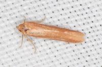 Haplochrois ochraceella