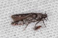 Carpatolechia decorella