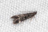 Dichomeris alacella