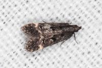 Dichomeris alacella