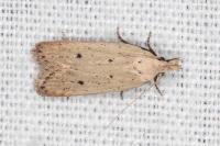 Nothris verbascella