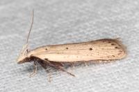 Nothris verbascella