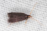 Lecithocera nigrana
