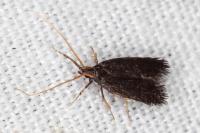 Lecithocera nigrana