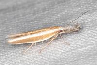 Pleurota aristella