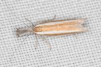 Pleurota aristella