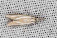 Pleurota honorella/tabelli