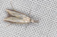 Pleurota honorella/tabelli