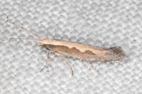 Plutella xylostella