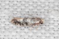 Infurcitinea