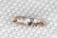 Infurcitinea