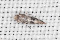 Infurcitinea