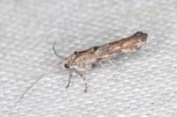Zelleria oleastrella