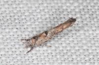 Zelleria oleastrella