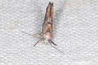 Zelleria oleastrella