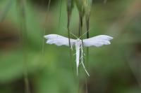 Pterophorus pentadactylus