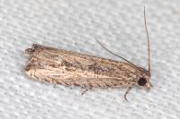 Bactra venosana